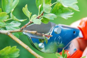 Sekator Lowe 5.127 kowadełkowy 8