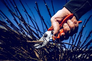 Sekator Lowe 8.107 kowadełkowy 8