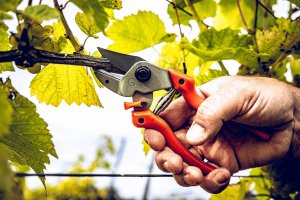 Sekator Lowe 7.104 kowadełkowy 5