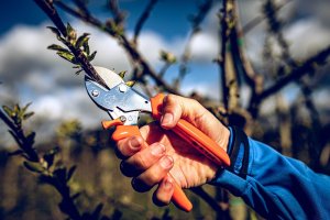 Sekator Lowe 5.104 kowadełkowy 4