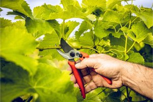 Sekator Lowe 14.104 kowadełkowy 10