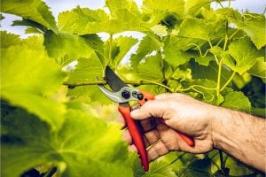 Sekator Lowe 14.107 kowadełkowy 10