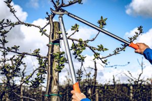 Sekator Lowe 22.100 kowadełkowy 4