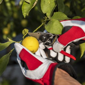 Sekator Felco 14 nożycowy 9