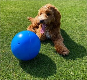 The Company of Animals Zabawka dla psów Company of Animals Boomer Niebieski (100mm) 2