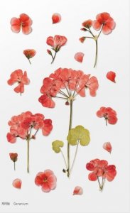 Appree Naklejki ozdobne kwiaty Geranium 1
