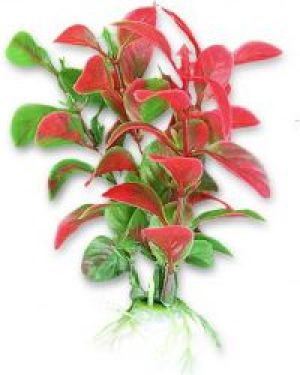 ZOOLOGIA ROŚLINKA "B" 4