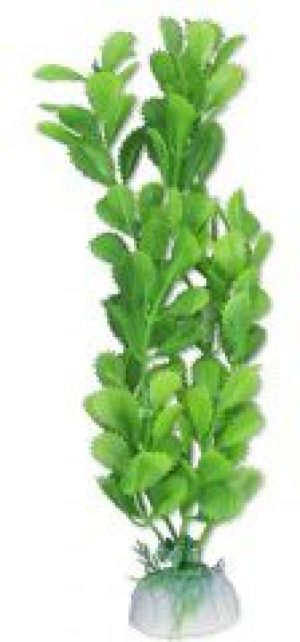 ZOOLOGIA ROŚLINKA "C" 5