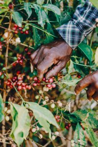 Kawa ziarnista Kiwi Garden Coffee Roasters 2 kg 10