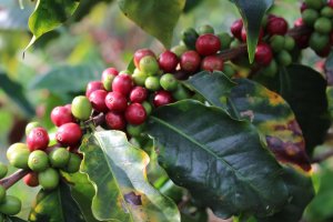 Kawa ziarnista Cafes Guilis Cafe de Finca 2 kg 3