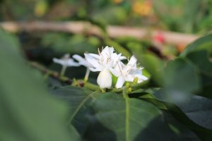 Kawa ziarnista Cafes Guilis Cafe de Finca / Blend Caribe 2 kg 4