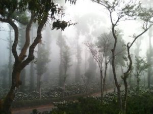 Kawa ziarnista Kiwi Garden India 200 g 5