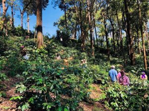 Kawa ziarnista Kiwi Garden India 200 g 8