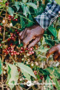 Kawa ziarnista Kiwi Garden Mexico 1 kg 9