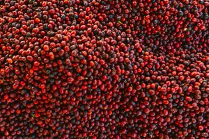 Kawa ziarnista Kiwi Garden Guatemala 400 g 13