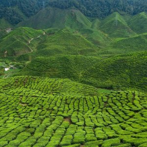 Kawa ziarnista Cafes Guilis Cafeś Guilis 1 kg 4