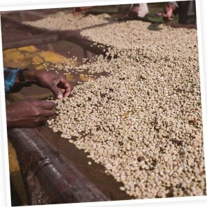 Kawa mielona Dallmayr Kawa mielona DALLMAYR San Sebastian 250 g 4