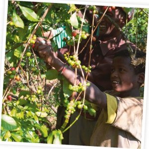 Kawa mielona Dallmayr Kawa mielona DALLMAYR Ethiopian Crown 250 g 5