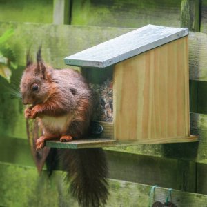 vidaXL Karmnik dla wiewiórek 12,2x23x17,5 cm 12