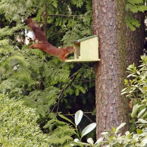 vidaXL Karmnik dla wiewiórek 12,2x23x17,5 cm 5