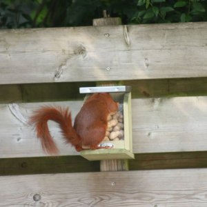 vidaXL Karmnik dla wiewiórek 12,2x23x17,5 cm 7