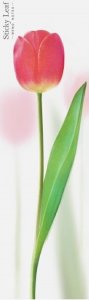 Appree Kartki samoprzylepne - tulipan róż 1