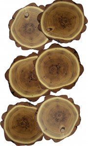 Wamar-Sosenka Zestaw 6 szt Podkładek na Stół /śr. 9-12 cm/ Drewno Akacji z Korą Olejowany Naturalny PDOA_0912X10_KO6 / Wamar-Sosenka 6