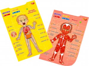 Dumel Edukacyjne plakaty. Człowiek 3