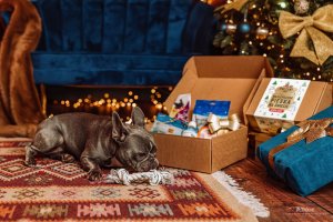 Zolux Zestaw prezentowy dla psa 4