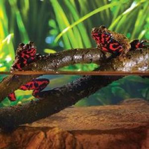 Hagen EXOTERRA LIANA S 2