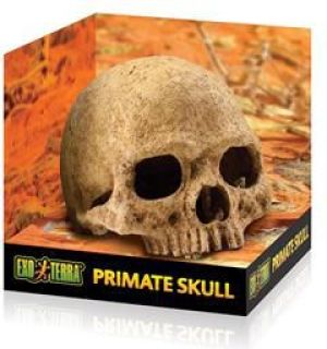 Hagen DEKORACJA CZASZKA 2