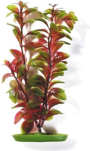 Hagen Roślina Red Ludwigia 20cm 1