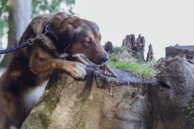 Trixie Insect Hearts 80g 10