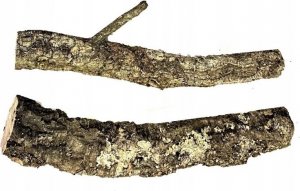 Terra Natura Gałąź dębu korkowego, 40 cm, M 1