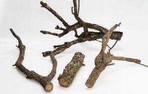 Terra Natura Gałąź dębu korkowego, 60 cm, XL 2