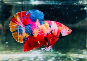 Marina Włącznik z rodzielaczem Marina Micro-LED 3