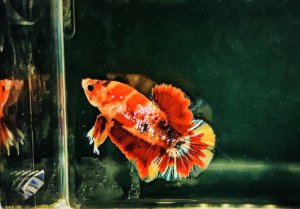 Marina Włącznik z rodzielaczem Marina Micro-LED 4