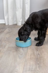 Trixie Miska ceramiczna, dla psa, niebieska, 0.4 l/ 13 cm 3