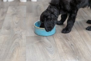 Trixie Miska ceramiczna, dla psa, niebieska, 0.4 l/ 13 cm 4