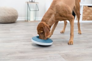 Trixie Slow Feeding Rocking Bowl, miska, dla psa, szara, niebieska, plastik/TPR, 0,5 l/ 23 cm, spowalniająca jedzenie 1