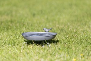 Trixie Miseczka na wodę/basen dla ptaków, 800 ml/o 22 cm, szara 5