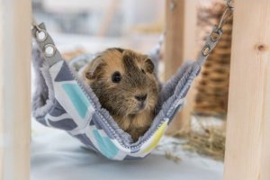 Trixie Kryjówka z hamakiem, dla królików miniaturowych, drewno/plusz, 37 × 29 × 37 cm 10