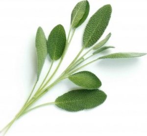 Veritable Nasiona Bio szałwia, Véritable 2