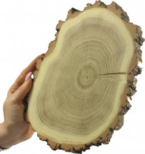 Wamar-Sosenka Plaster Akacji 15-20 cm gr. 2 cm Szlifowany z Korą Drewno akacjowe Naturalny Surowy 1