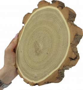 Wamar-Sosenka Plaster Akacji 20-25 cm gr. 3,5 cm Szlifowany z Korą Drewno akacjowe Naturalny Surowy 1