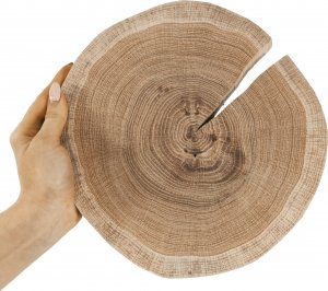 Wamar-Sosenka Okorowany Plaster Dębu 15-20 cm gr. 2 cm Szlifowany Drewno dębowe Naturalny Surowy 1
