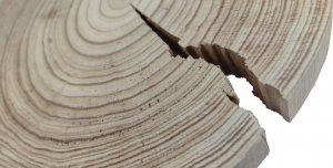 Wamar-Sosenka Okorowany Plaster Modrzewia 20-25 cm gr. 1,5 cm Szlifowany Drewno modrzewiowe Naturalny Surowy 1
