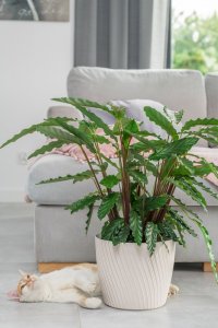 Form-Plastic Doniczka okrągła MIKA 4580-014, Kolor Antracyt, Form-Plastik, Wymiary 23x20.8 cm 2