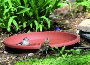 Prosperplast Podstawka Terra POD41 pod doniczkę DCE50, Kolor Terakota, Średnica 41 cm 3