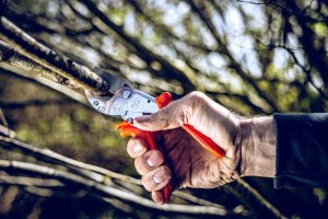 Sekator Lowe Zestaw sekator Lowe 10.107 i ostrzałka z oliwiarką Shark 9